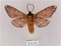 井上氏絨毛天蛾藏品圖，第2張