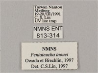 井上氏絨毛天蛾藏品圖，第3張