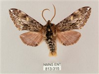 井上氏絨毛天蛾藏品圖，第1張