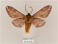 井上氏絨毛天蛾藏品圖，第2張