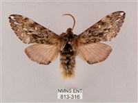 井上氏絨毛天蛾藏品圖，第1張