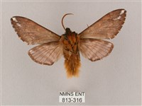 井上氏絨毛天蛾藏品圖，第2張