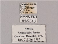 井上氏絨毛天蛾藏品圖，第3張