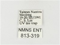 紋黃粉蝶藏品圖，第3張