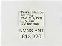紋黃粉蝶藏品圖，第3張