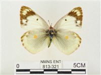 紋黃粉蝶藏品圖，第1張