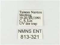 紋黃粉蝶藏品圖，第3張