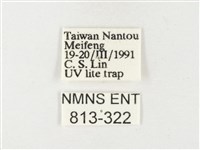 紋黃粉蝶藏品圖，第3張