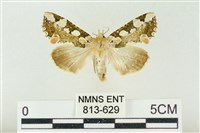 連珠波紋蛾藏品圖，第1張