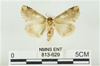 連珠波紋蛾藏品圖，第2張