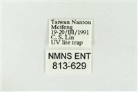 連珠波紋蛾藏品圖，第3張