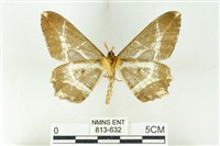 樹形尺蛾藏品圖，第2張