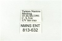 樹形尺蛾藏品圖，第3張