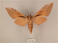 波紋豆天蛾藏品圖，第2張