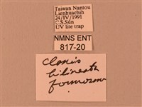 波紋豆天蛾藏品圖，第3張