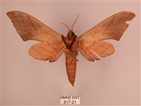 直翅六點天蛾藏品圖，第2張