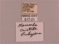 直翅六點天蛾藏品圖，第3張