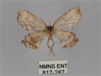 擬凹角鉤蛾藏品圖，第2張