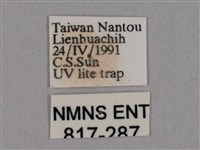 擬凹角鉤蛾藏品圖，第3張