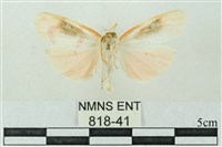 臺雪苔蛾藏品圖，第2張