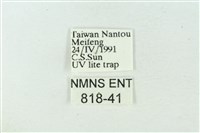 臺雪苔蛾藏品圖，第3張