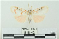 臺雪苔蛾藏品圖，第1張