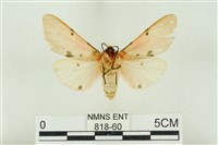 棍棒污燈蛾藏品圖，第2張