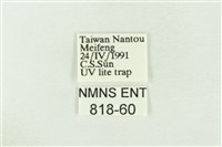 棍棒污燈蛾藏品圖，第3張