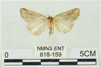 素木氏美波紋蛾藏品圖，第2張