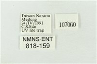 素木氏美波紋蛾藏品圖，第3張