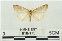 素木氏美波紋蛾藏品圖，第2張