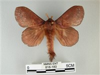 隱波紋枯葉蛾藏品圖，第1張