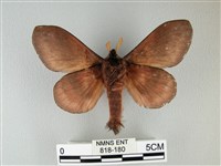 隱波紋枯葉蛾藏品圖，第2張