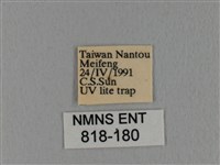 隱波紋枯葉蛾藏品圖，第3張