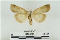 臺洒波紋蛾藏品圖，第2張