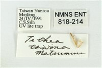 臺洒波紋蛾藏品圖，第3張