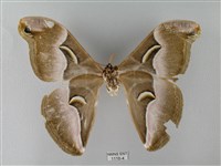 眉紋天蠶蛾藏品圖，第2張