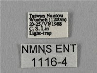 眉紋天蠶蛾藏品圖，第3張