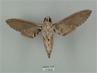 蝦殼天蛾藏品圖，第2張