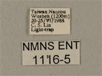 蝦殼天蛾藏品圖，第3張