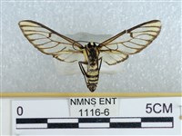 登錄號:001116-00006藏品圖，第2張