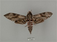 蝦殼天蛾藏品圖，第1張