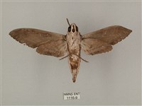 蝦殼天蛾藏品圖，第2張