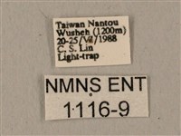 蝦殼天蛾藏品圖，第3張