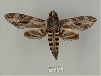 蝦殼天蛾藏品圖，第1張