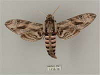 蝦殼天蛾藏品圖，第1張