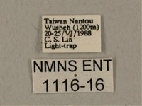 蝦殼天蛾藏品圖，第3張