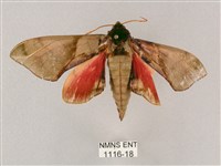 榆綠天蛾藏品圖，第1張