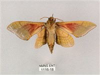 榆綠天蛾藏品圖，第2張