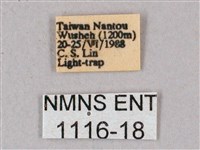 榆綠天蛾藏品圖，第3張